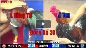 Trận 10 CPC2 8/6/2025