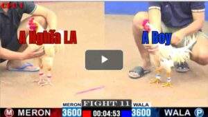 Trận 11 CPC1 24/6/2025