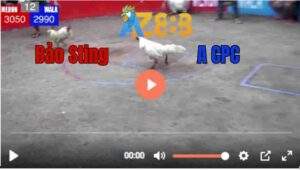 Trận 12 21/06/2025