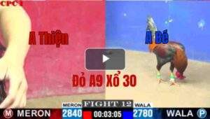 Trận 12 CPC1 7/6/2025