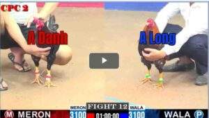 Trận 12 CPC2 27/6/2025