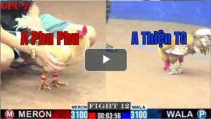 Trận 12 CPC2 29/6/2025