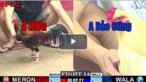 Trận 14 CPC2 25/6/2025