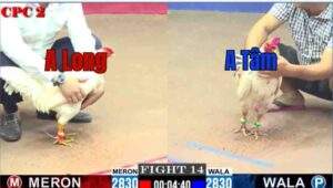 Trận 14 CPC2 27/6/2025