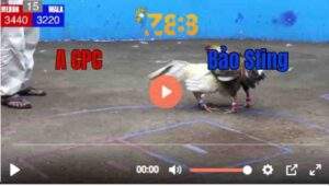 Trận 15 21/06/2025