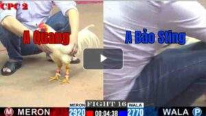 Trận 16 CPC2 25/6/2025