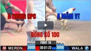 Trận 16 CPC3 11/06/2025