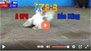 Trận 17 21/06/2025