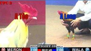 Trận 19 CPC2 27/6/2025