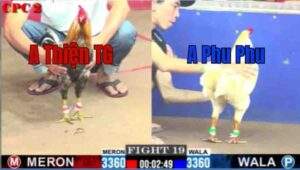 Trận 19 CPC2 29/6/2025