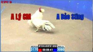 Trận 22 CPC2 25/6/2025