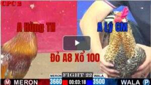 Trận 22 CPC2 8/6/2025