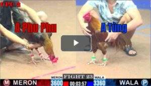 Trận 23 CPC2 29/6/2025