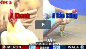 Trận 24 CPC2 25/6/2025