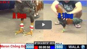 Trận 25 CPC1 26/6/2025