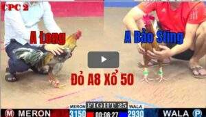 Trận 25 CPC2 6/6/2025