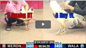 Trận 29 CPC1 24/6/2025