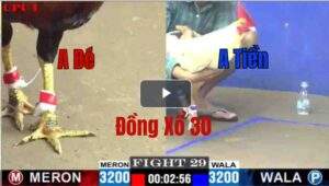 Trận 29 CPC1 3/6/2025