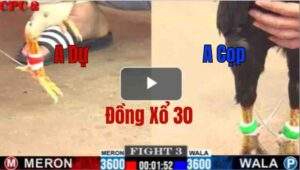 Trận 3 CPC2 4/6/2025