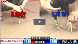 Trận 31 CPC1 30/6/2025