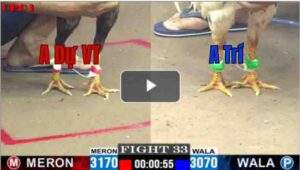 Trận 33 CPC1 26/6/2025