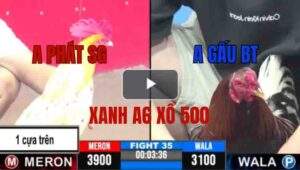 Trận 35 CPC3 11/06/2025