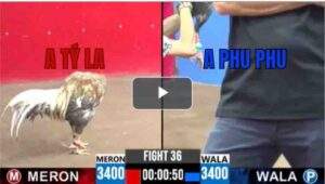 Trận 36 CPC3 22/6/2025