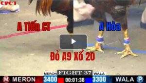 Trận 37 CPC1 10/6/2025