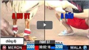 Trận 37 CPC3 28/6/2025