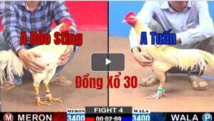 Trận 4 CPC2 6/6/2025