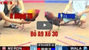 Trận 4 CPC2 8/6/2025