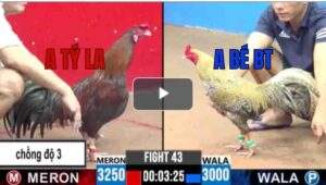 Trận 43 CPC3 22/6/2025