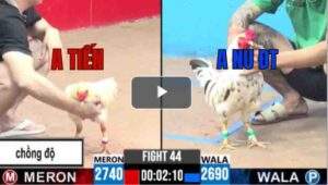 Trận 44 CPC3 28/6/2025