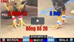 Trận 5 CPC1 10/6/2025