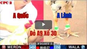 Trận 5 CPC2 4/6/2025