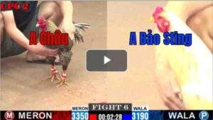 Trận 6 CPC2 25/6/2025