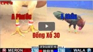 Trận 6 CPC2 8/6/2025