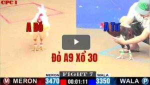 Trận 7 CPC1 7/6/2025