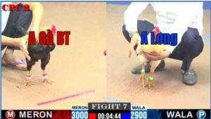 Trận 7 CPC2 27/6/2025