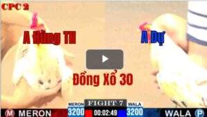 Trận 7 CPC2 8/6/2025