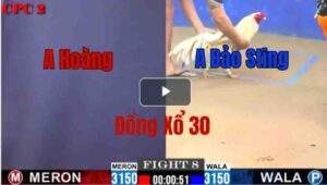 Trận 8 CPC2 6/6/2025