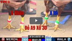 Trận 9 CPC1 5/6/2025