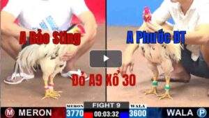 Trận 9 CPC2 6/6/2025