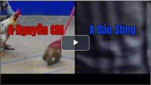 Trận Xổ 1 Tonhon 18/7/2025