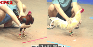 Trận 23 CPC2 20/7/2025 - Bảo Sting Chấp Cánh Đồng Tháp 4 Chấm Gà