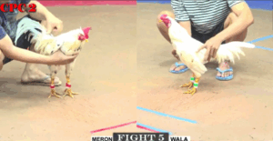 Trận 5 CPC2 20/7/2025 - Nu Đồng Tháp Chấp 4 Chấm Xổ 300 Triệu Và Cái Kết