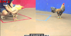 Trận 8 CPC2 20/7/2025 - Nu Đồng Tháp Chơi Ngông Trong Trận Xổ Lớn