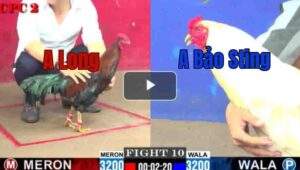 Trận 10 CPC1 16/7/2025