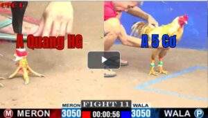 Trận 11 CPC1 15/7/2025