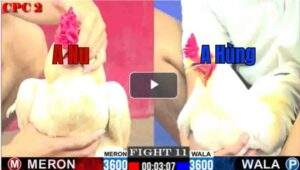 Trận 11 CPC2 2/7/2025